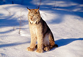 LYX 01 LS0001 01
Lynx Sitting On Snow