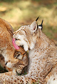 LYX 01 LS0002 01
Profile Close Up Of Two Eurasian Lynx Grooming Each Other