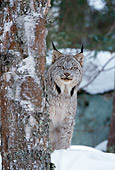 LYX 01 RF0022 01
Lynx Peeking From Behind Tree Sitting On Snow