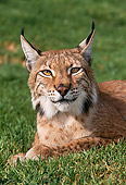 LYX 01 RK0001 10
Close Shoulder Shot Of Lynx Laying Down Facing Camera On Grass