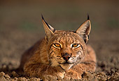 LYX 01 RK0005 07
Close Head Shot Of Lynx Laying Down Head Low On Dirt With Mouth Open