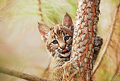 LYX 01 RK0016 03
Close Up Of Baby Lynx Climbing Up A Tree Facing Camera