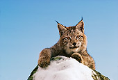 LYX 01 RK0036 11
Lynx Standing Behind Snow Covered Rock Facing Camera Blue Sky