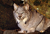 LYX 01 RK0048 01
Close Up Of Canadian Lynx Facing Camera Crouching On Rock