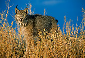 LYX 01 RW0001 01
Lynx In Dry Grass