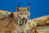 LYX 01 RW0002 01
Head Shot Of Lynx