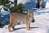 LYX 01 RW0003 01
Canadian Lynx On Snow