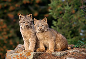 LYX 01 TL0001 01
Portrait Of Two Lynx Kittens
