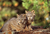 LYX 01 TL0002 01
Portrait Of Two Lynx Kittens Huddling On A Rock By Trees