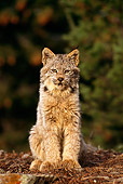 LYX 01 TL0003 01
Portrait Of Lynx Kitten Sitting On Rock Facing Camera Woods Background