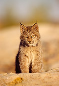 LYX 01 TL0004 01
Portrait Of Lynx Kitten Sitting On Rock Facing Camera