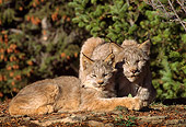LYX 01 TL0005 01
Portrait Of Two Lynx Kittens Huddling On A Rock By Trees