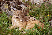 LYX 01 TL0007 01
Mother Lynx And Two Kittens Resting In Grass Near Rock