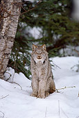 LYX 01 TL0008 01
Portrait Of Lynx Sitting On Snow Facing Camera Woods Background