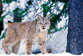 LYX 01 TL0009 01
Portrait Of Lynx Walking On Snow Facing Camera Woods Background