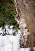 LYX 01 TL0010 01
Lynx Peeking At Camera From Behind Tree Woods Background