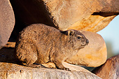 MAM 02 MH0001 01
Rock Hyrax Sitting On Rocks In South Africa