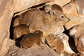 MAM 02 MH0002 01
Rock Hyrax Sitting On Rocks With Young In South Africa