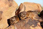 MAM 02 MH0003 01
Three Young Rock Hyraxes Sitting On Rocks In South Africa