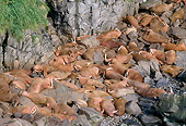 MAM 03 GL0001 01
Walruses Sunning On Rocky Beach