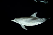 MAM 03 JM0090 01
Atlantic Spotted Dolphin Swimming In Ocean At Night Bahamas