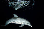 MAM 03 JM0091 01
Atlantic Spotted Dolphin Swimming In Ocean At Night Bahamas