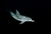 MAM 03 JM0092 01
Atlantic Spotted Dolphin Swimming In Ocean At Night Bahamas