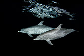MAM 03 JM0094 01
Atlantic Spotted Dolphins Swimming In Ocean At Night Bahamas