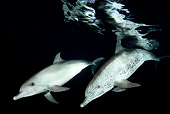 MAM 03 JM0095 01
Atlantic Spotted Dolphins Swimming In Ocean At Night Bahamas