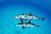 MAM 03 JM0097 01
Atlantic Spotted Dolphins Swimming In Ocean Bahamas