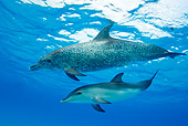 MAM 03 JM0098 01
Atlantic Spotted Dolphins Swimming In Ocean Bahamas
