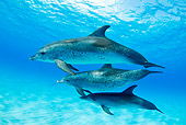 MAM 03 JM0099 01
Atlantic Spotted Dolphins Swimming In Ocean Bahamas
