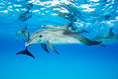 MAM 03 JM0100 01
Atlantic Spotted Dolphins Swimming In Ocean Bahamas