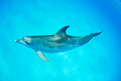 MAM 03 JM0101 01
Atlantic Spotted Dolphin Swimming In Ocean Bahamas