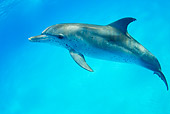 MAM 03 JM0102 01
Atlantic Spotted Dolphin Swimming In Ocean Bahamas