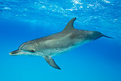 MAM 03 JM0103 01
Atlantic Spotted Dolphin Swimming In Ocean Bahamas