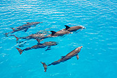 MAM 03 JM0104 01
Atlantic Spotted Dolphins Swimming In Ocean Bahamas