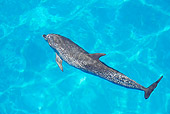 MAM 03 JM0105 01
Atlantic Spotted Dolphin Swimming In Ocean Bahamas