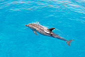 MAM 03 JM0106 01
Atlantic Spotted Dolphin Swimming In Ocean Bahamas