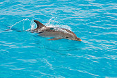 MAM 03 JM0107 01
Atlantic Spotted Dolphin Swimming At Ocean Surface Bahamas