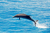 MAM 03 JM0108 01
Atlantic Spotted Dolphin Leaping Out Of Ocean Bahamas