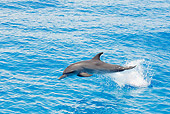 MAM 03 JM0109 01
Atlantic Spotted Dolphin Leaping Out Of Ocean Bahamas