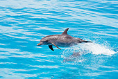MAM 03 JM0111 01
Atlantic Spotted Dolphin Leaping Out Of Ocean Bahamas