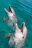 MAM 03 KH0041 01
Bottlenose Dolphins Sticking Heads Above Surface Of Water