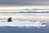 MAM 03 KH0042 01
Walrus Resting On Sea Ice Norway