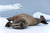 MAM 03 KH0043 01
Walrus Resting On Piece Of Floating Ice Norway