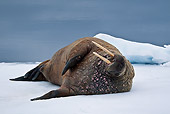 MAM 03 KH0044 01
Walrus Resting On Piece Of Floating Ice Norway
