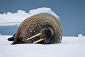 MAM 03 KH0045 01
Walrus Resting On Piece Of Floating Ice Norway