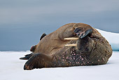 MAM 03 KH0046 01
Walrus Resting On Piece Of Floating Ice Norway