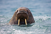 MAM 03 KH0047 01
Head Shot Of Walrus Swimming In Sea Norway
